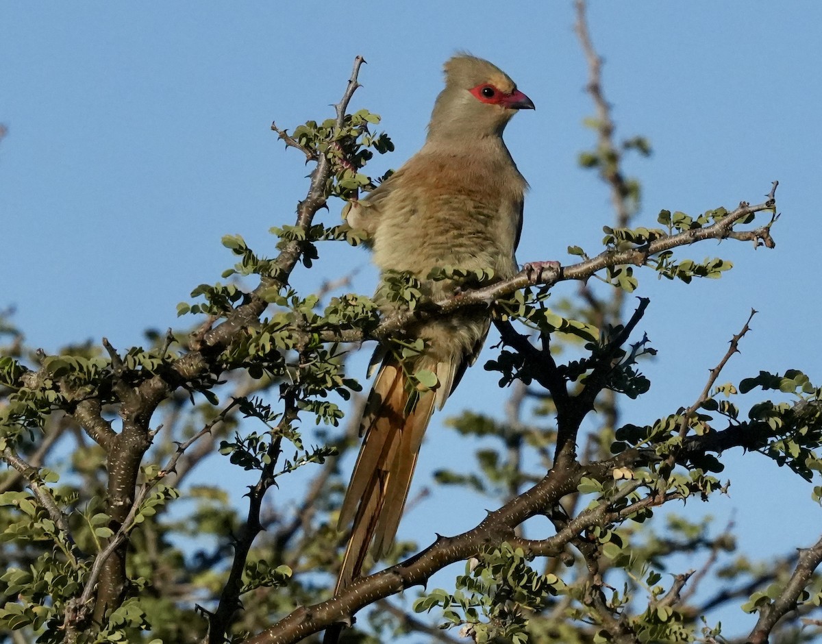 Red-faced Mousebird - Anthony Schlencker