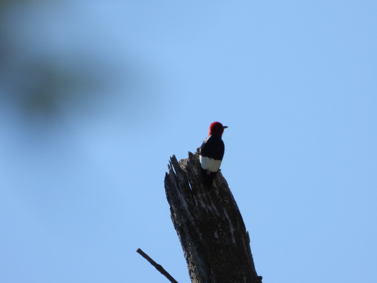 Red-headed Woodpecker - ML618502313