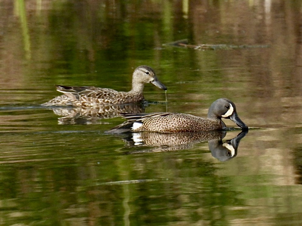 Blue-winged Teal - ML618502322