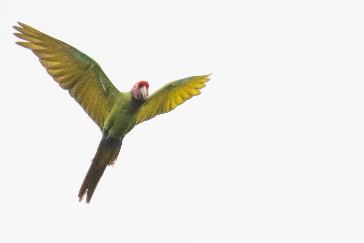 Military Macaw - Ross Bartholomew