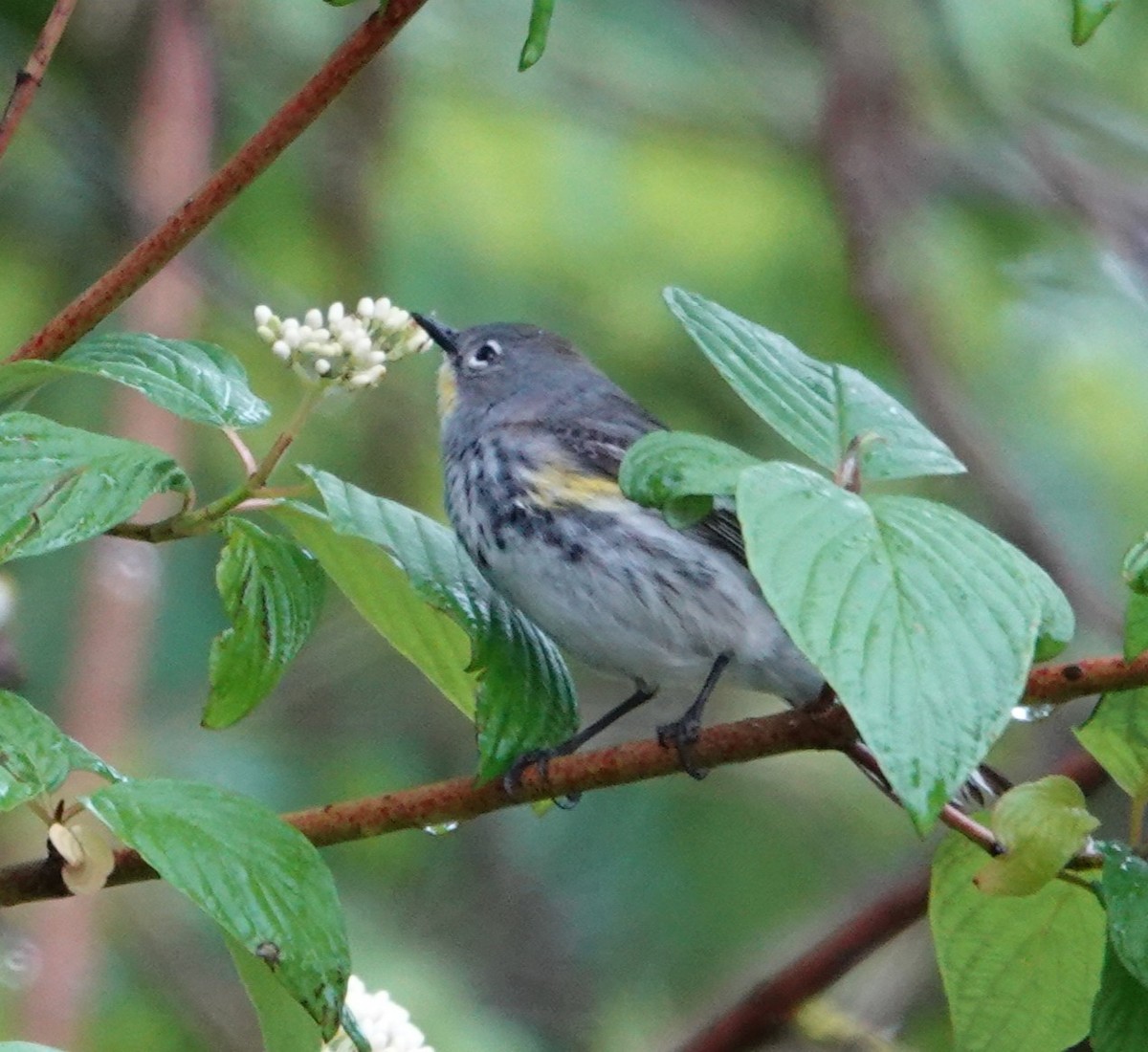 Yellow-rumped Warbler (Audubon's) - ML618502336