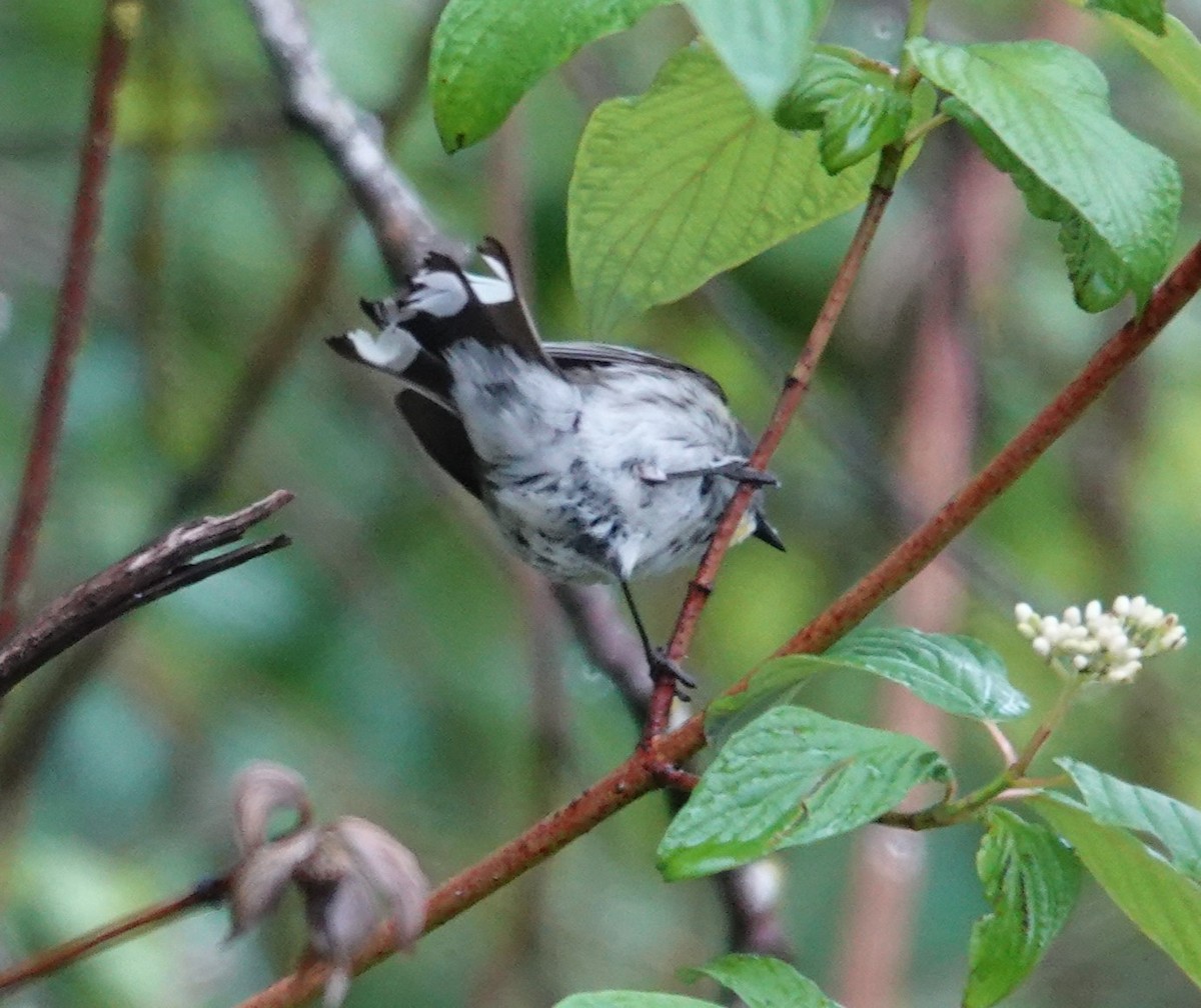 Yellow-rumped Warbler (Audubon's) - ML618502337