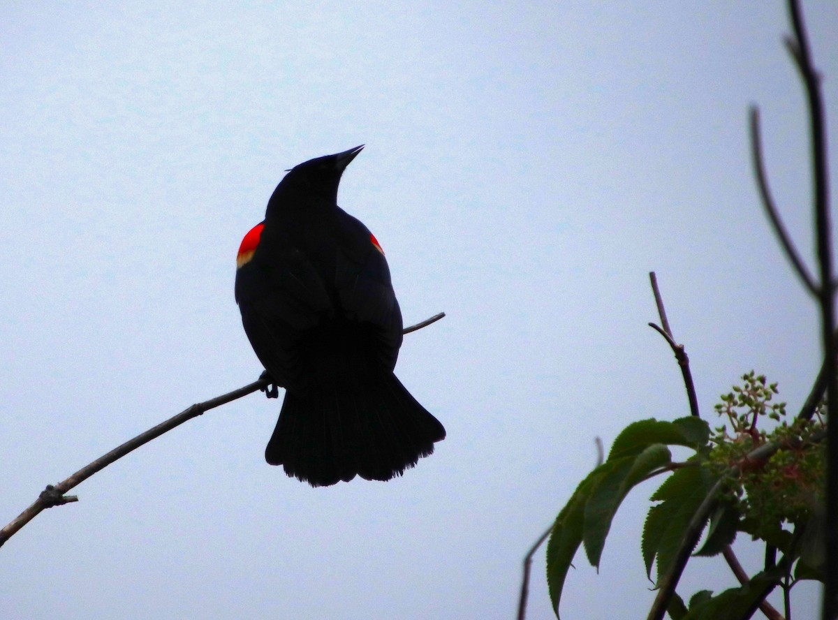 Red-winged Blackbird - ML618502351