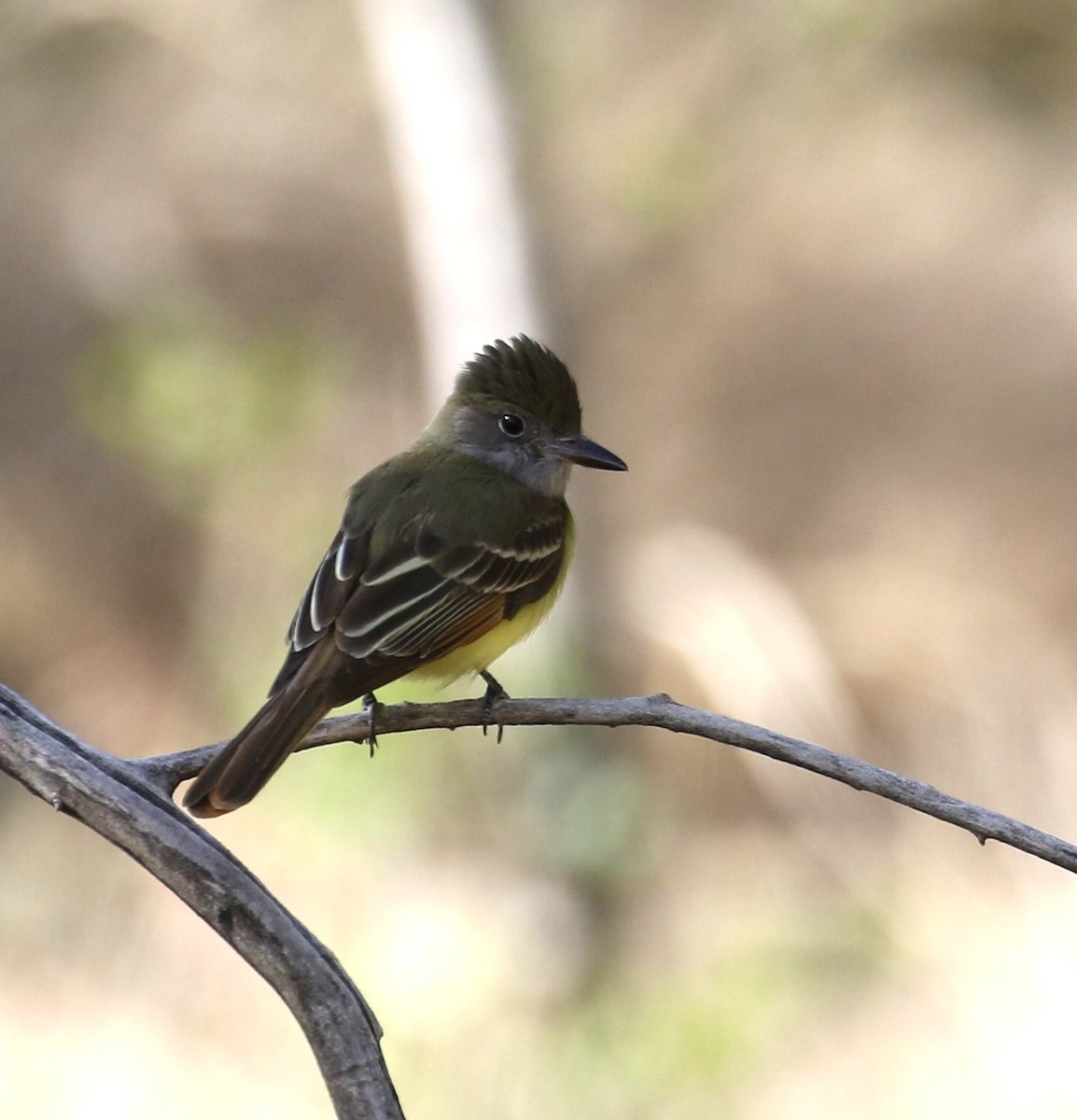 Great Crested Flycatcher - ML618502355