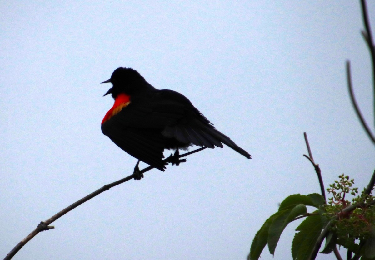 Red-winged Blackbird - ML618502393