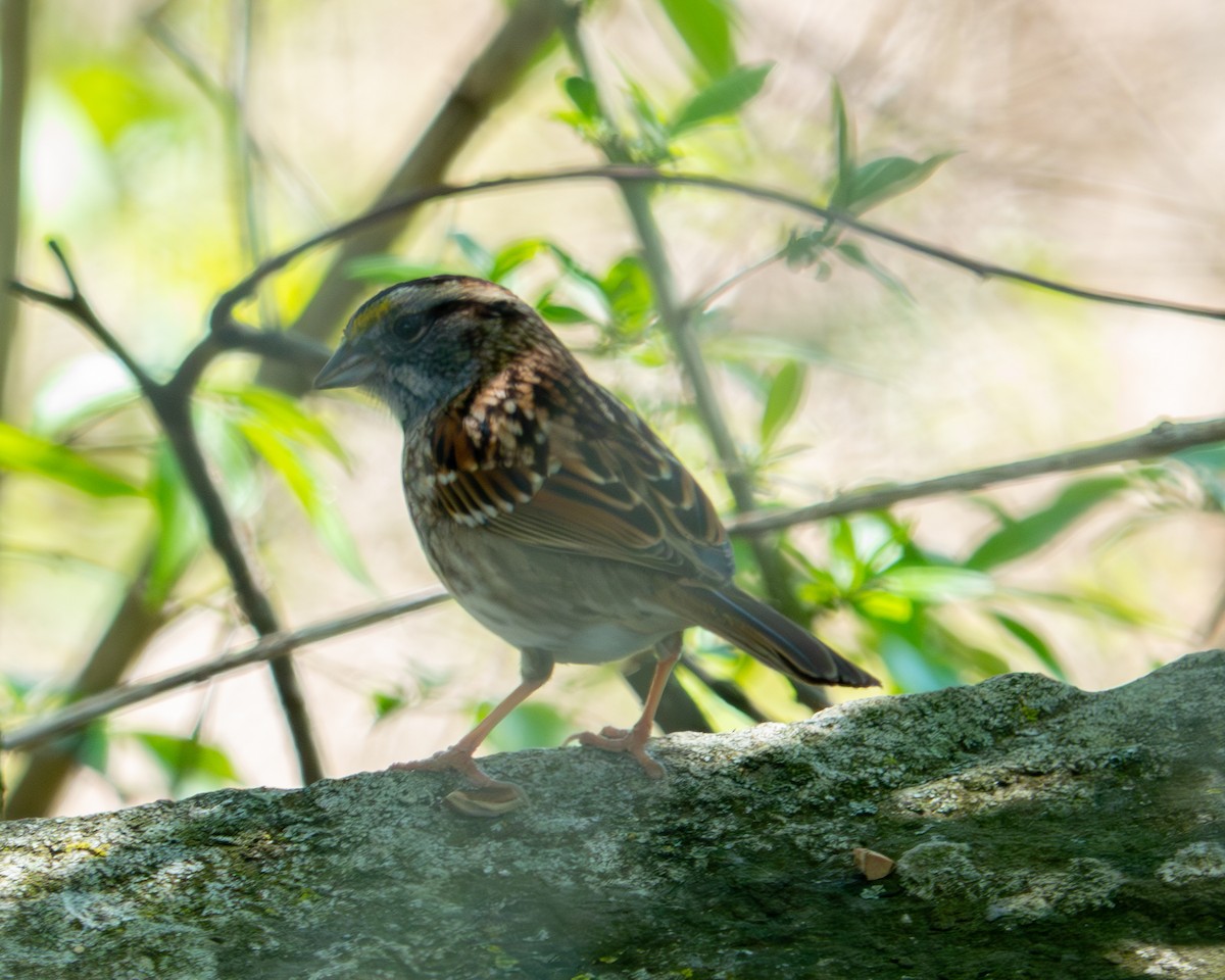 White-throated Sparrow - Jen Driscoll
