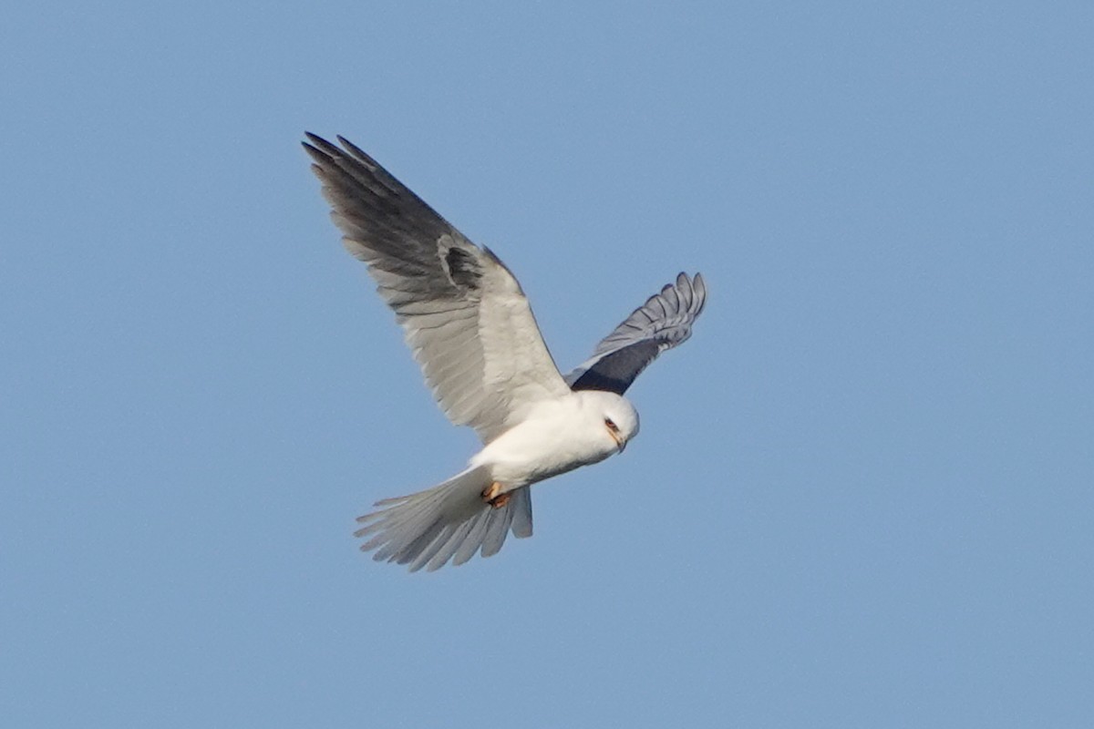 White-tailed Kite - Steve Neely