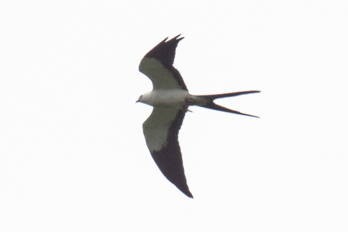 Swallow-tailed Kite - ML618502462