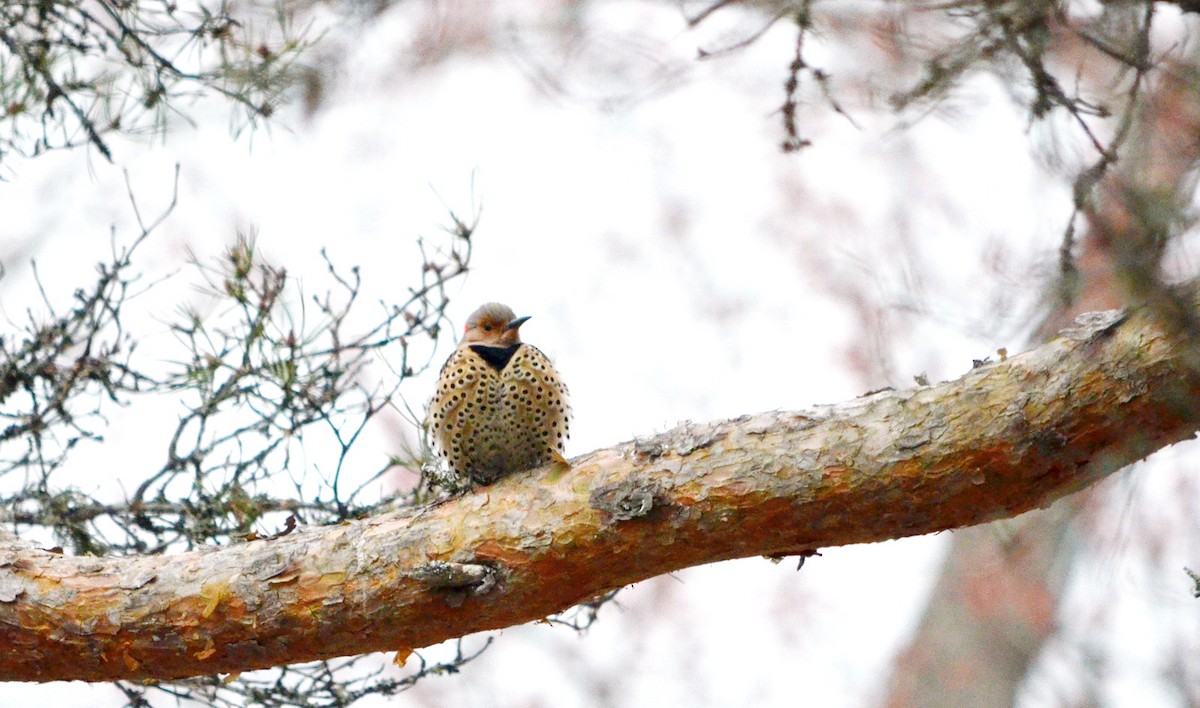 Northern Flicker (Yellow-shafted) - ML618502470