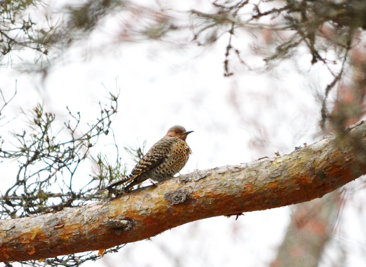 Northern Flicker (Yellow-shafted) - ML618502473