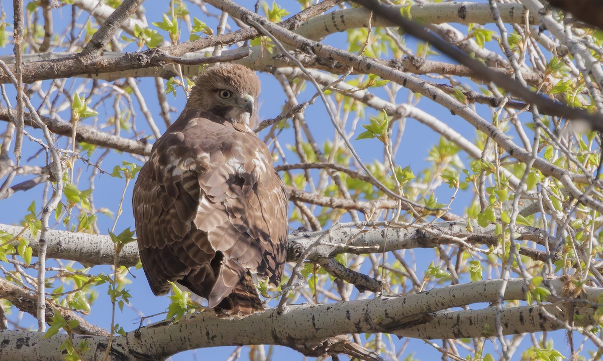 Red-tailed Hawk - ML618502551