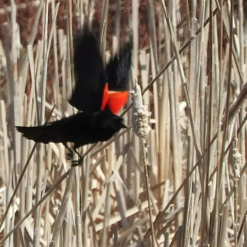 Red-winged Blackbird - ML618502573