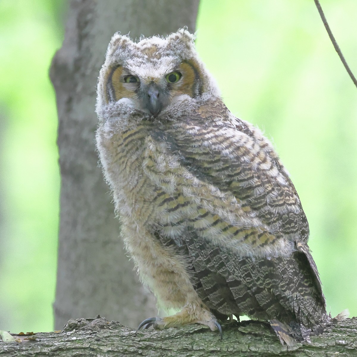 Great Horned Owl - ML618502594