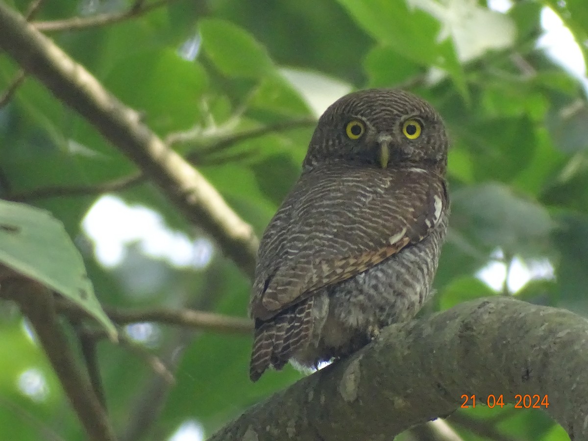 Jungle Owlet - Miquel Rivera