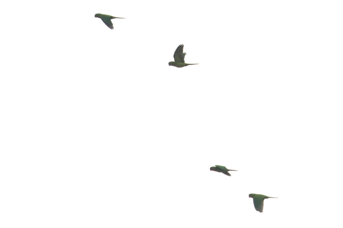 Green Parakeet (Red-throated) - ML618502616