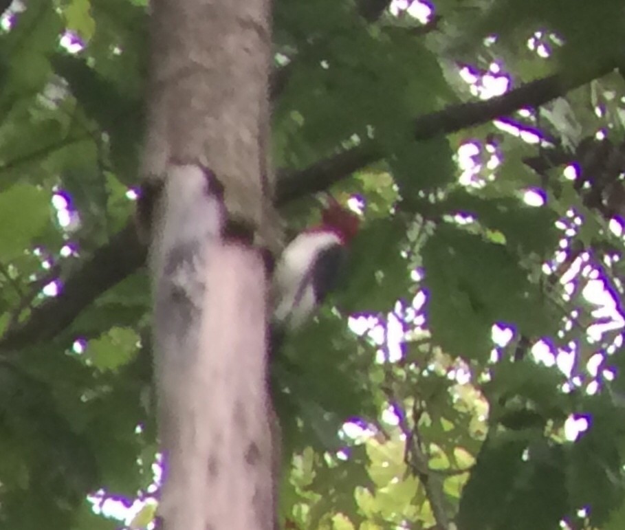 Red-headed Woodpecker - ML618502637