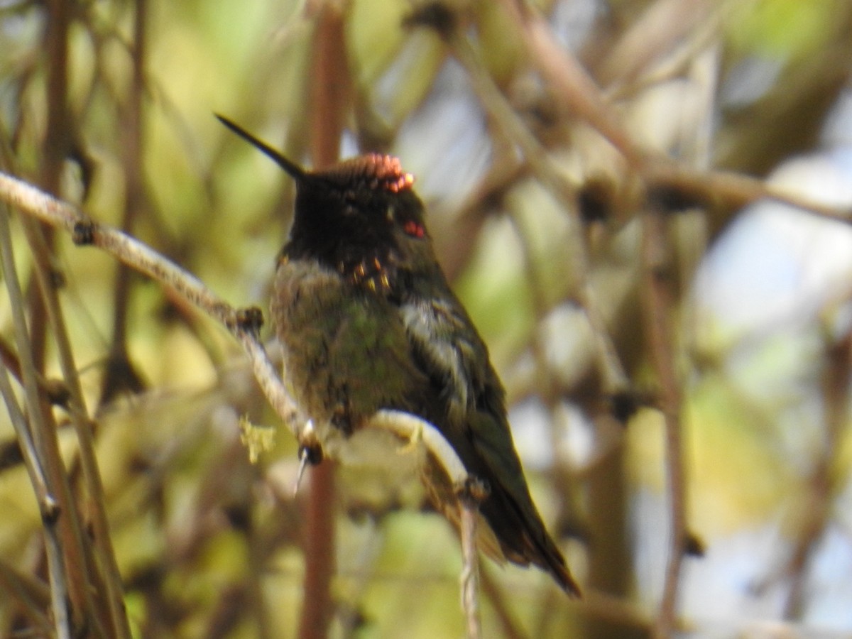Anna's Hummingbird - ML618502656