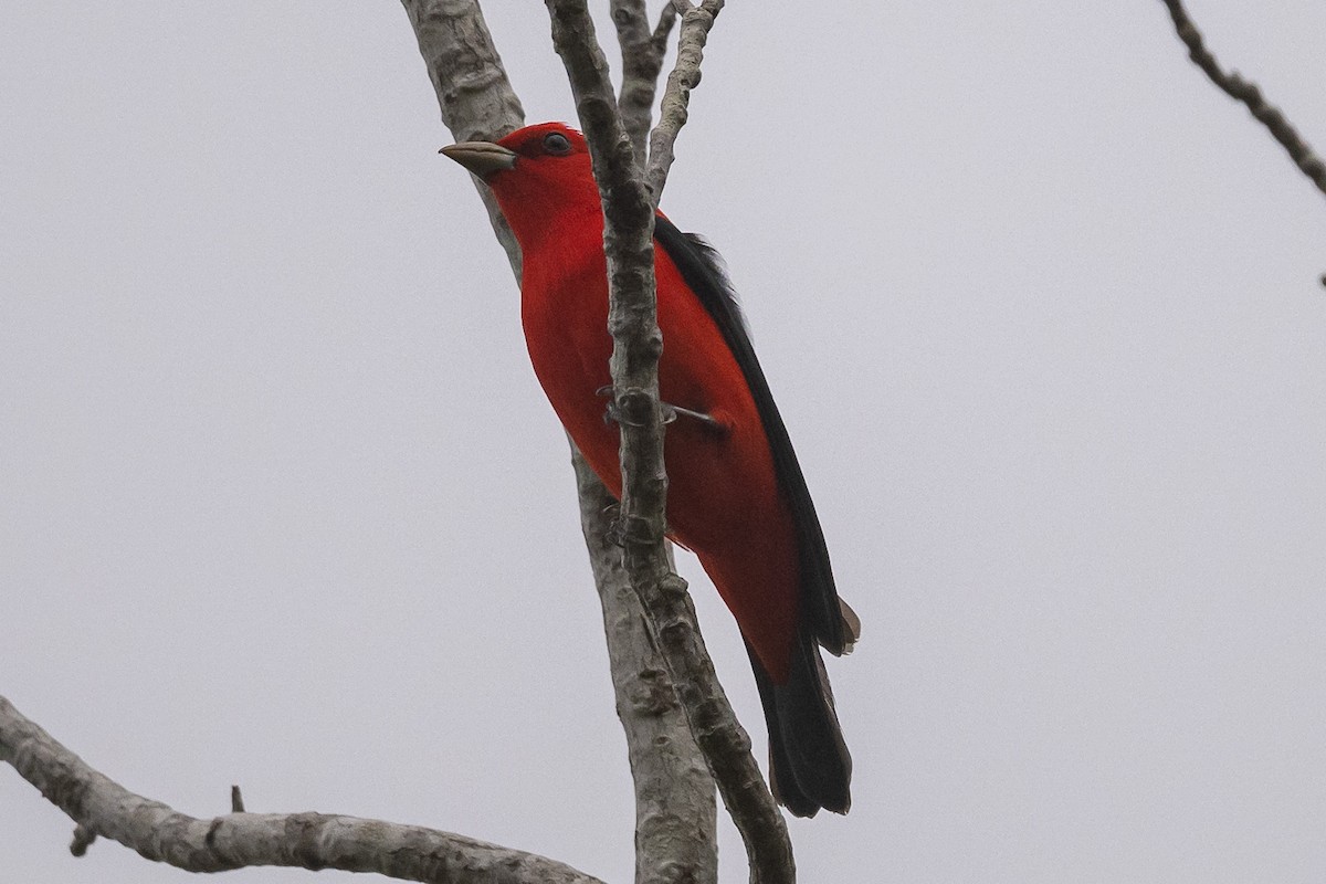 Scarlet Tanager - ML618502673