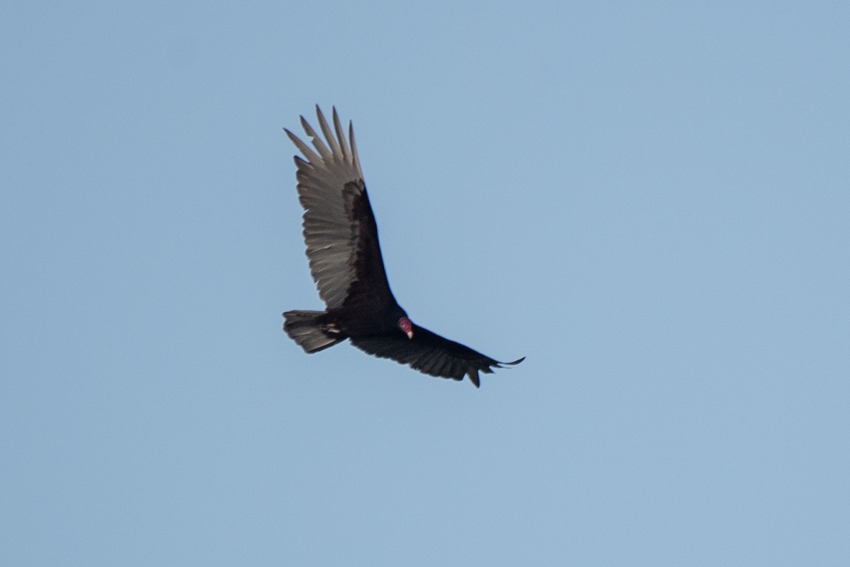 Turkey Vulture (Northern) - Bill Tollefson
