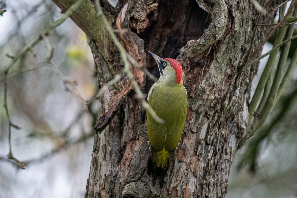 Eurasian Green Woodpecker - ML618502705