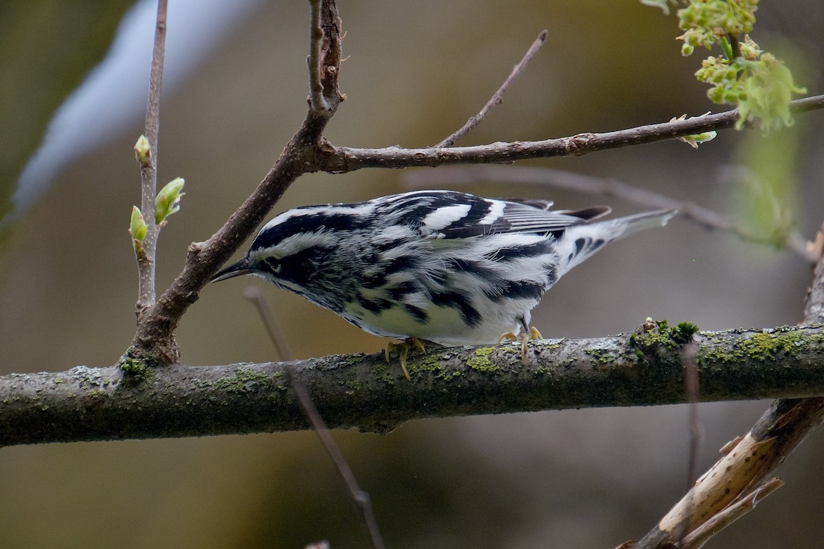 Black-and-white Warbler - ML618502713