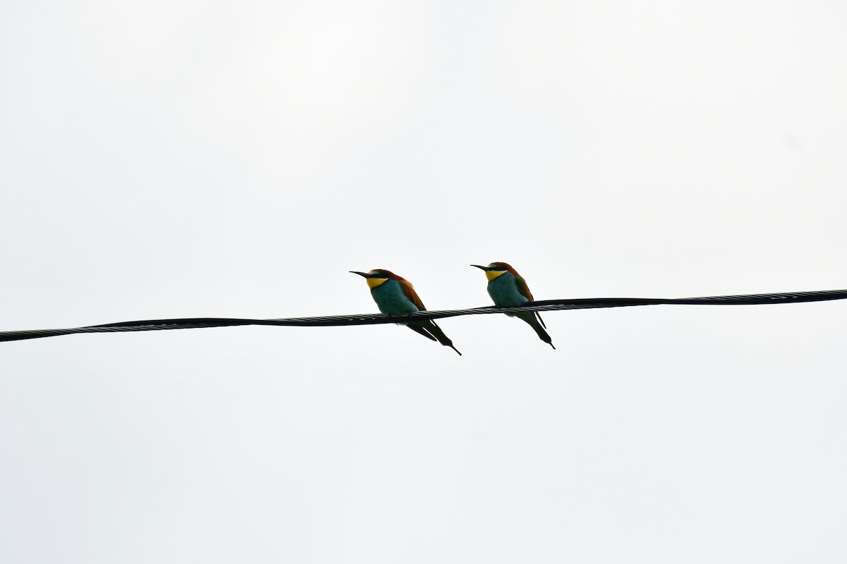 European Bee-eater - ML618502724
