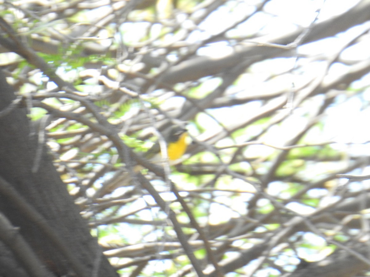 Yellow-breasted Chat - ML618502768