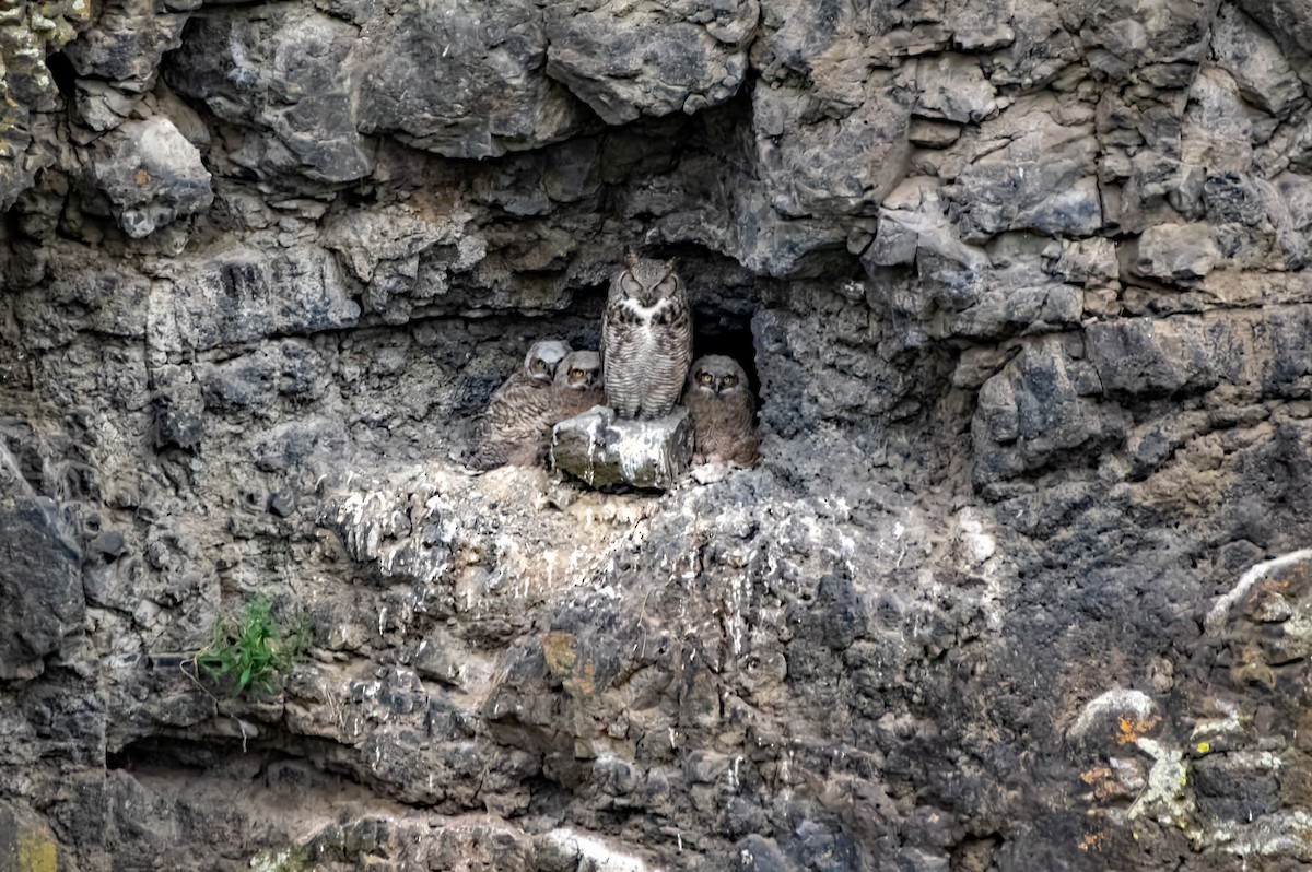 Great Horned Owl - ML618502771