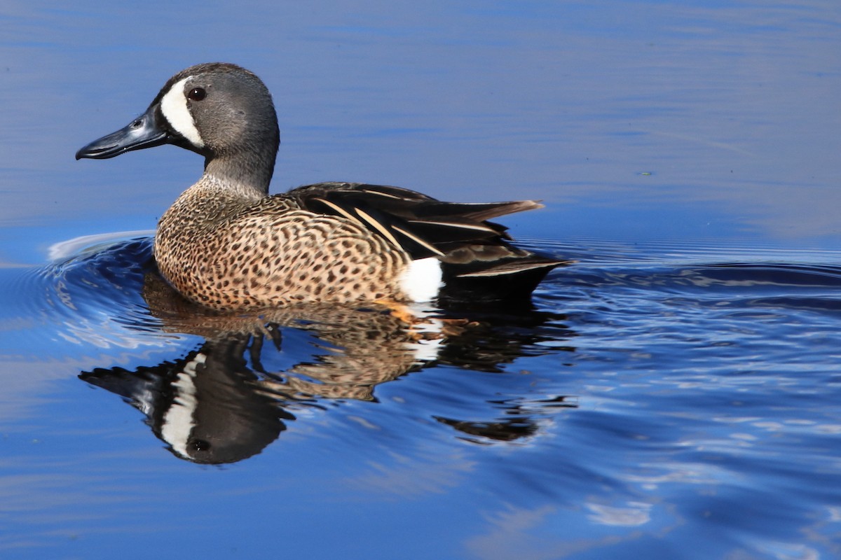 Blue-winged Teal - ML618502772