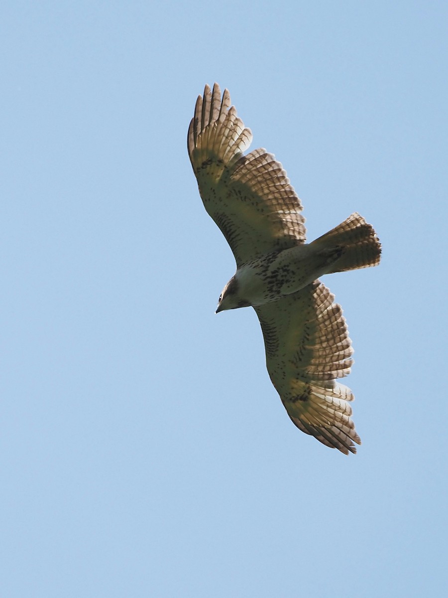 Red-tailed Hawk - ML618502785