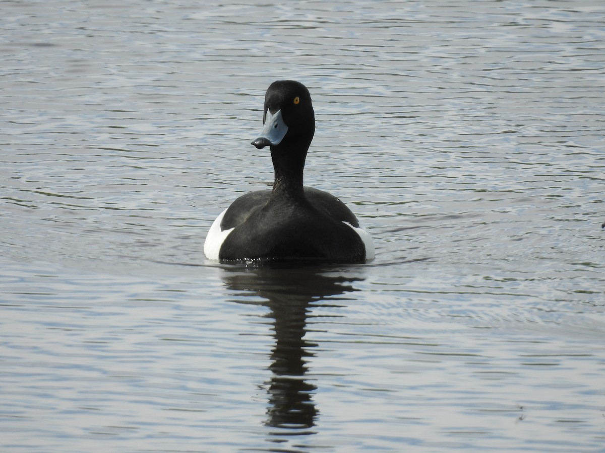 Tufted Duck - ML618502834