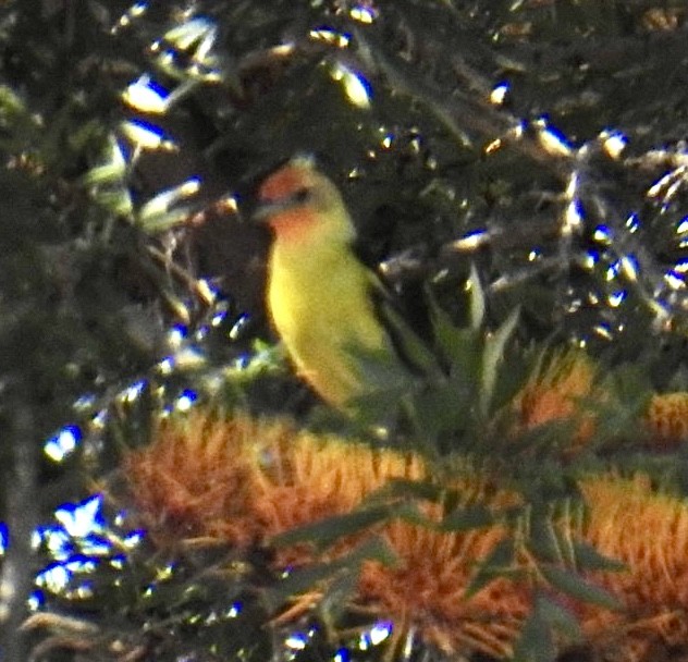 Western Tanager - ML618502836