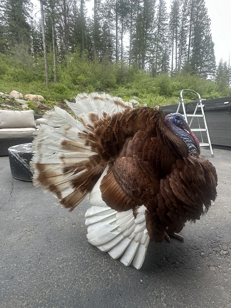 Wild Turkey (Domestic type) - Lorin Wilkerson