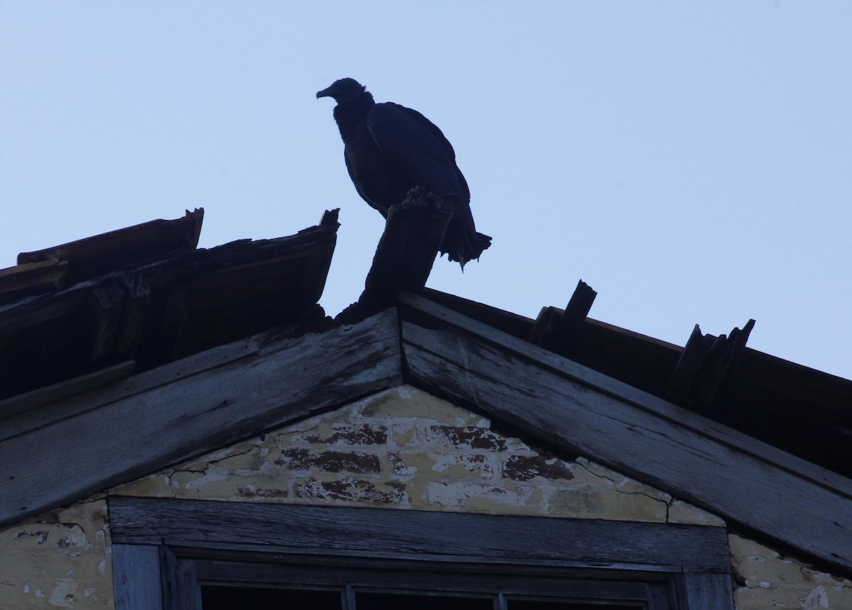 Black Vulture - ML618502854