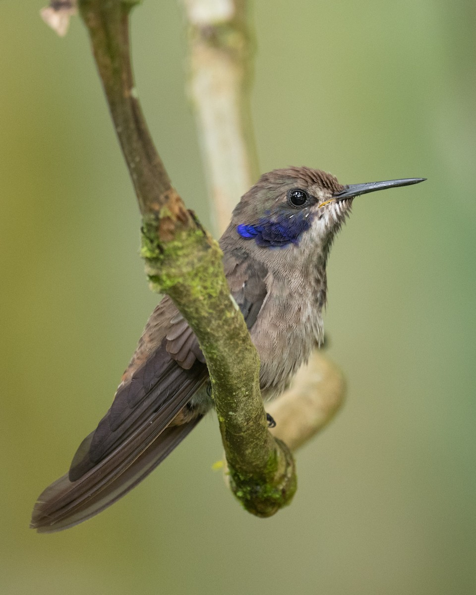 kolibřík fialovouchý - ML618502859