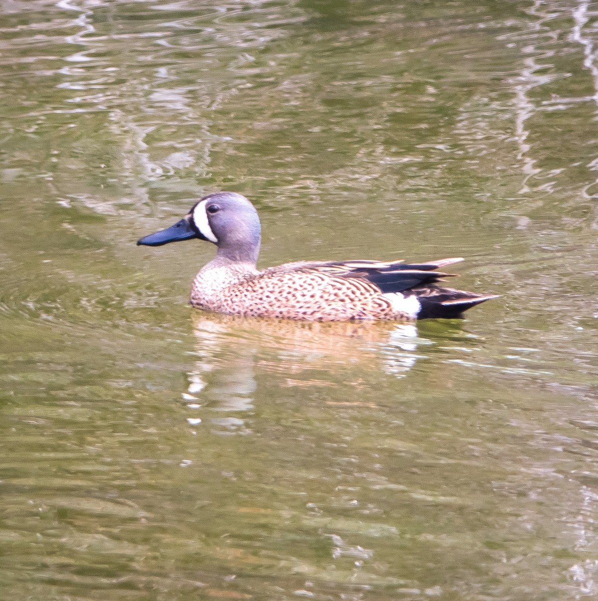 Blue-winged Teal - ML618502873