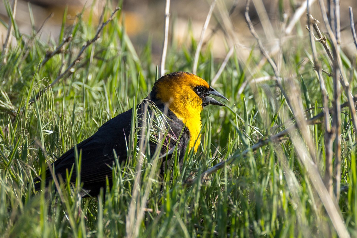 Yellow-headed Blackbird - ML618502880