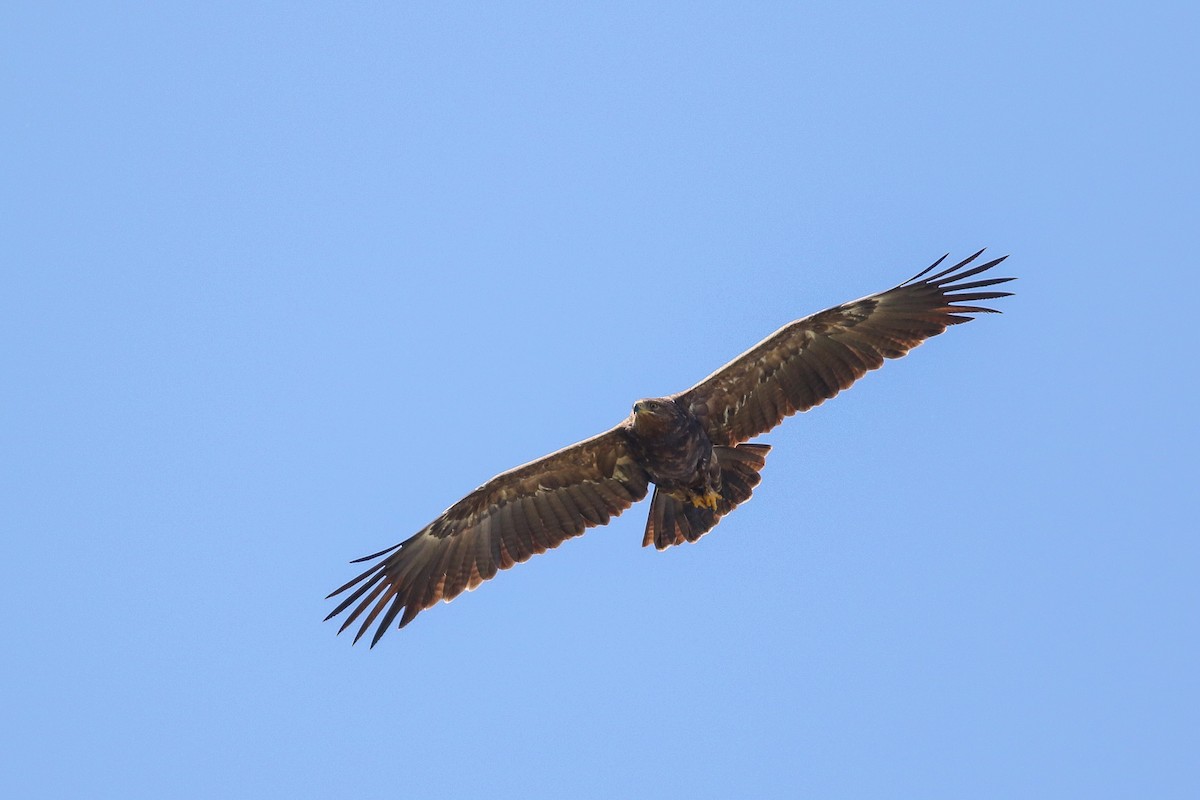 Lesser Spotted Eagle - ML618502911