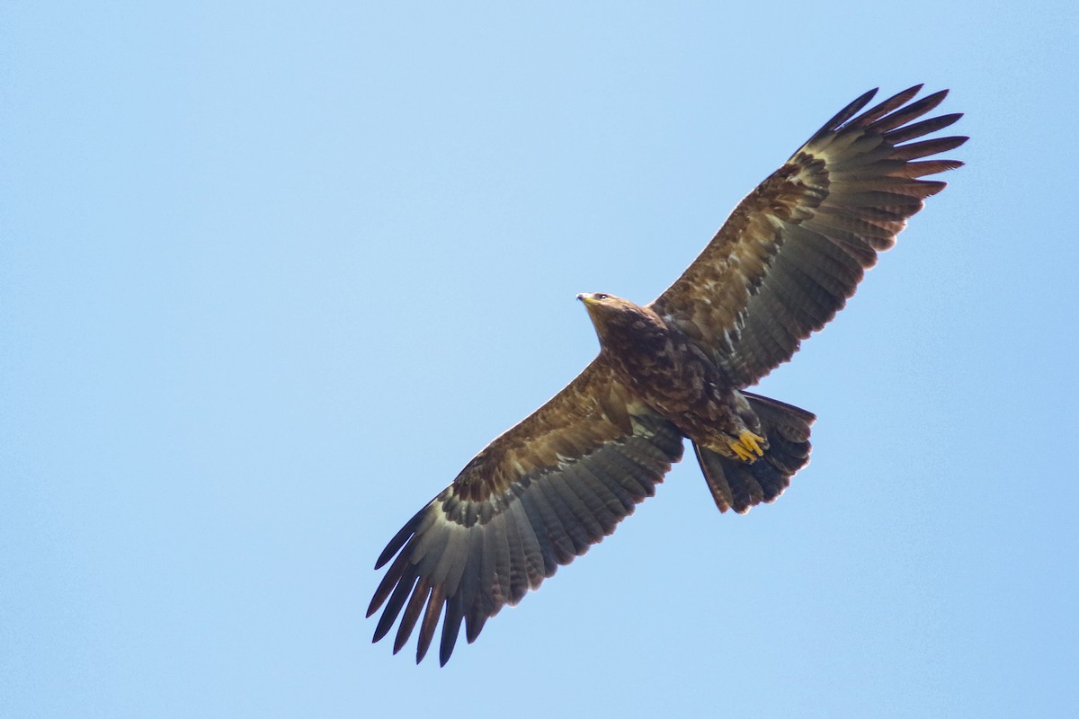 Lesser Spotted Eagle - ML618502912