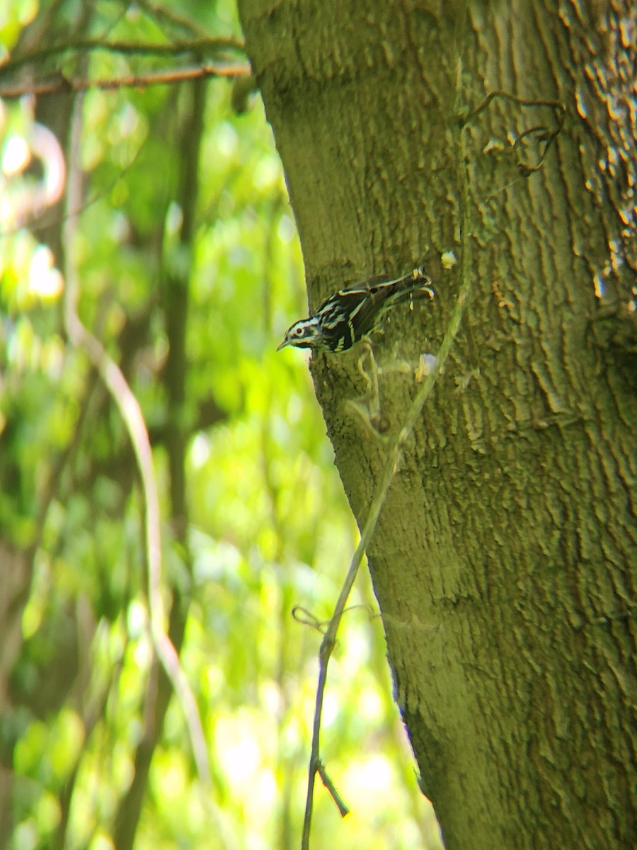Black-and-white Warbler - ML618502926