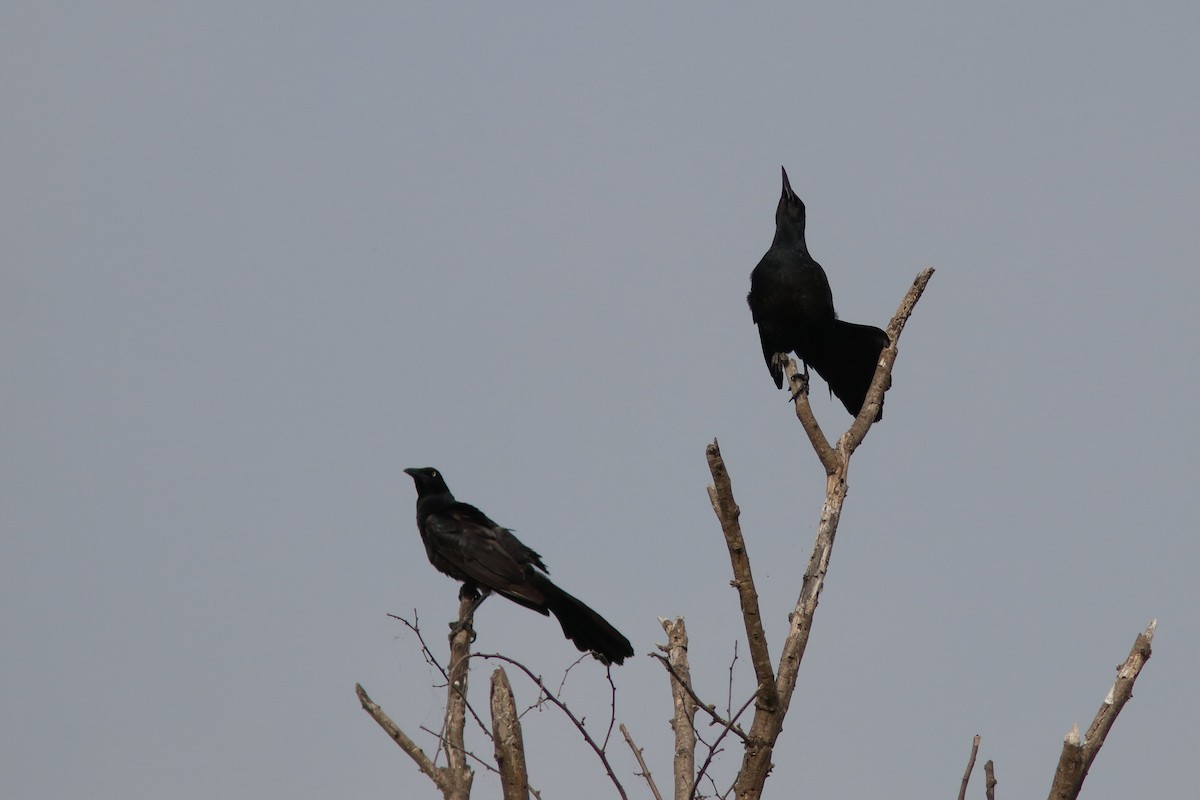Great-tailed Grackle - ML618502934