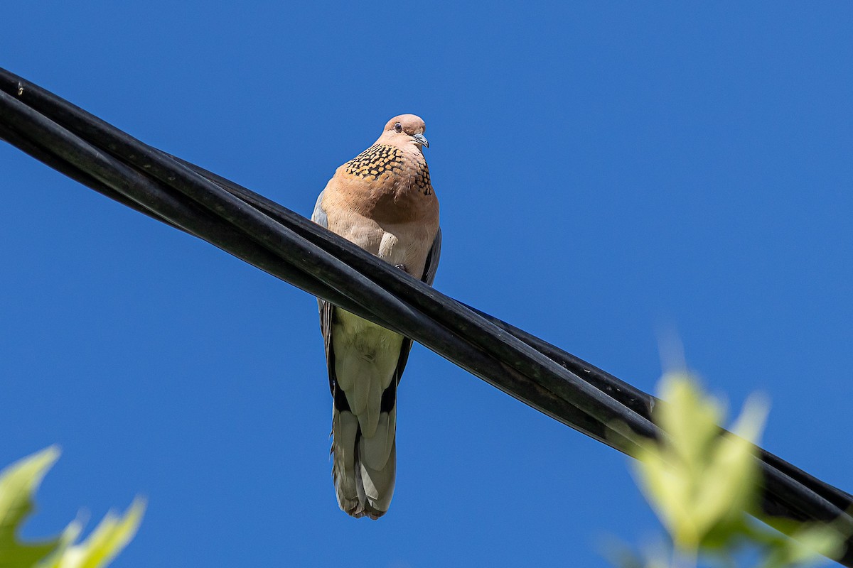 Laughing Dove - ML618502939