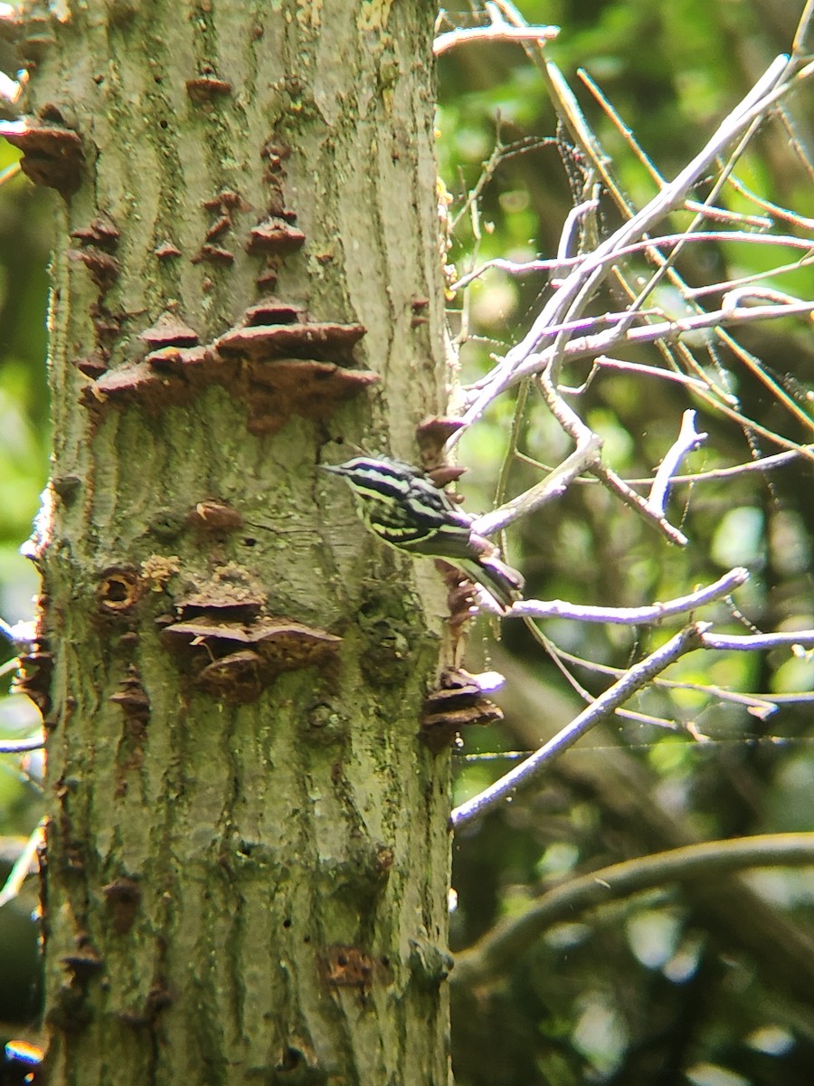 Black-and-white Warbler - ML618502940