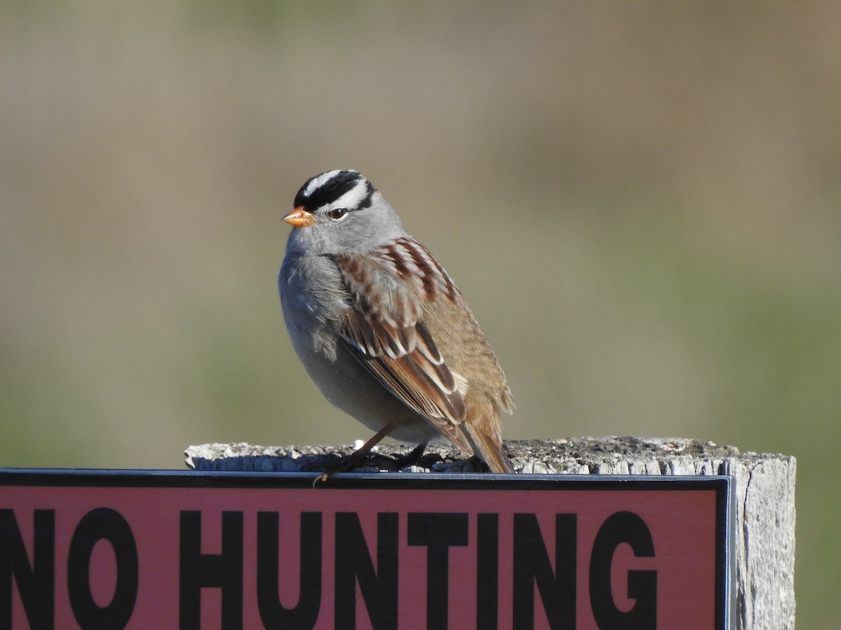White-crowned Sparrow - ML618502951