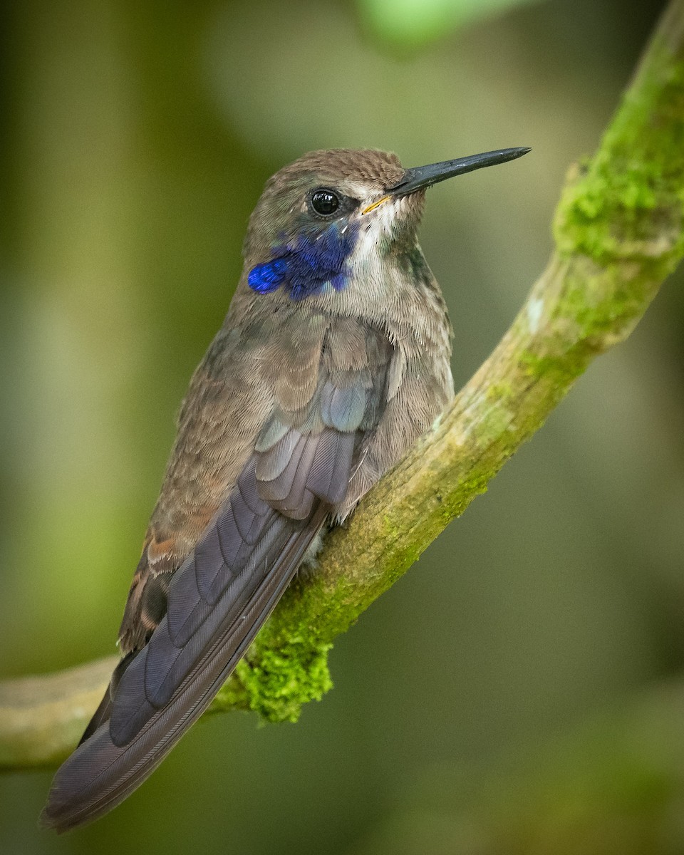 kolibřík fialovouchý - ML618502979