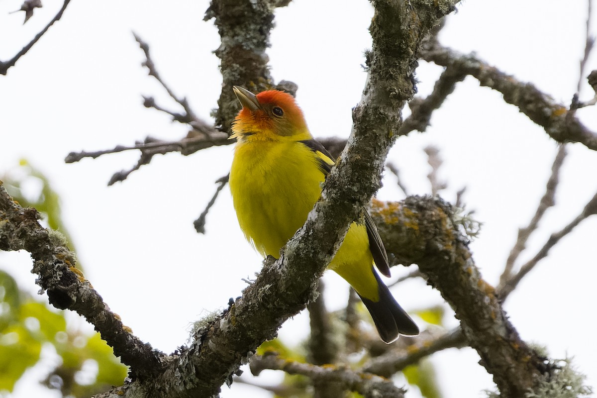 Western Tanager - ML618502983