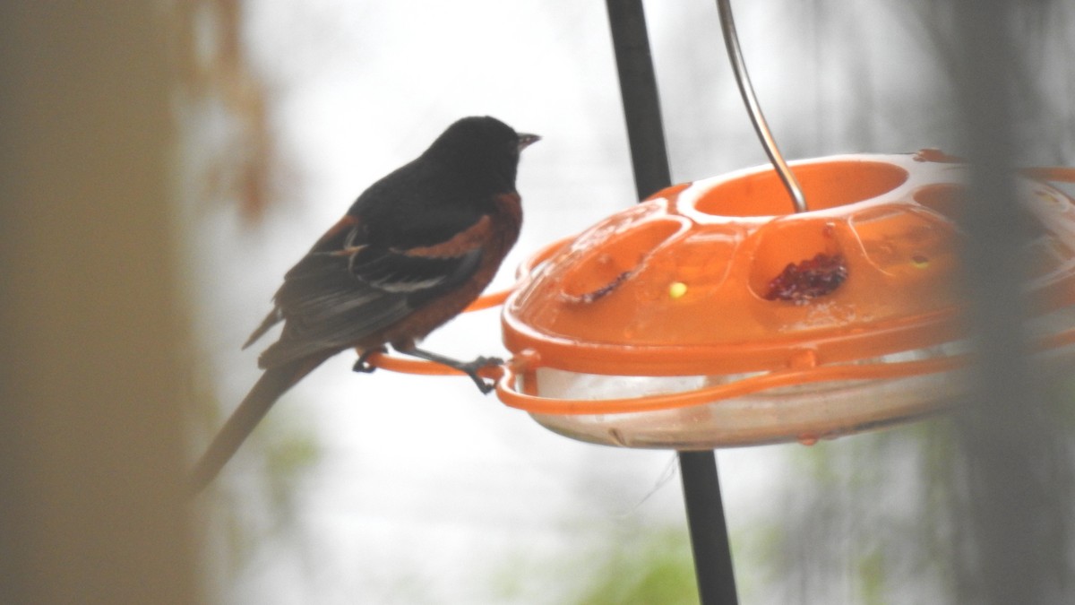 Orchard Oriole - ML618503001