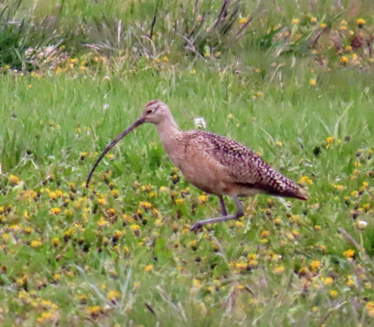 Long-billed Curlew - ML618503002