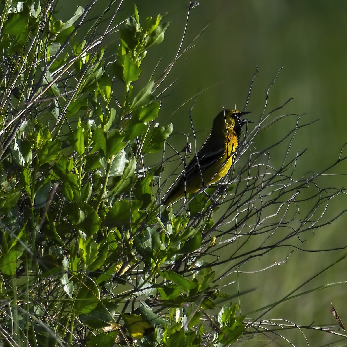 Orchard Oriole - ML618503011