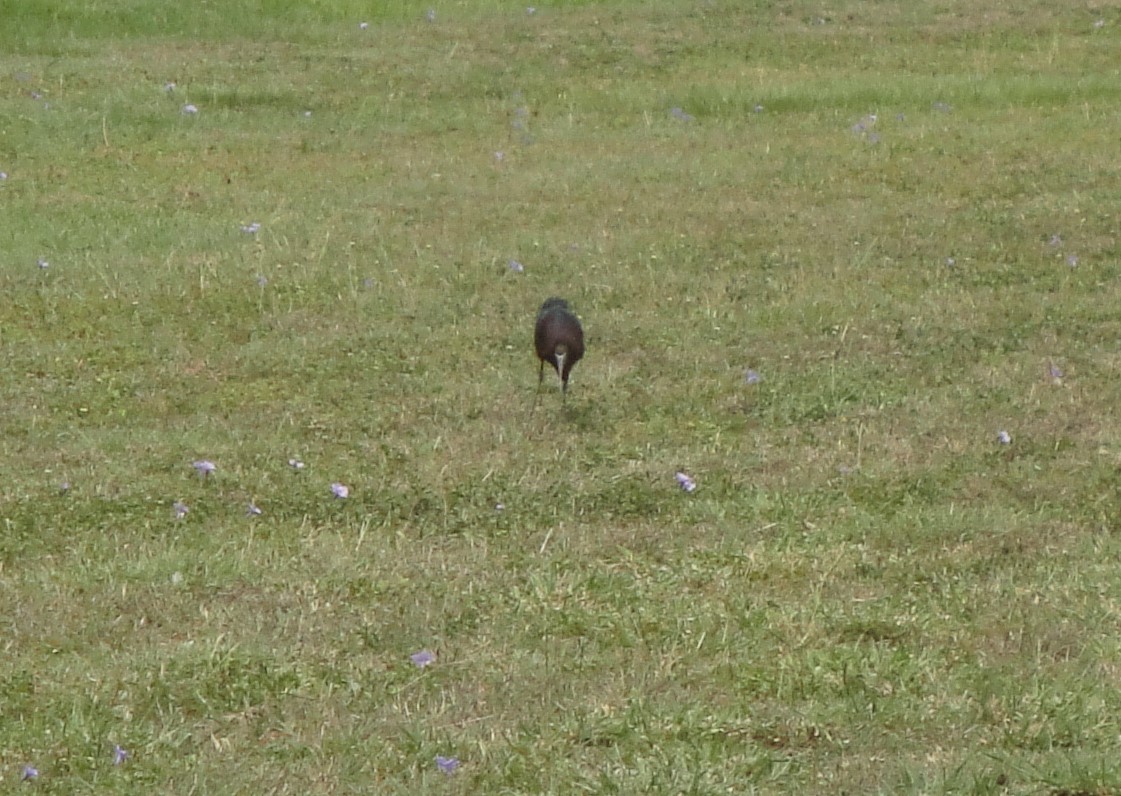 ibis hnědý - ML618503055